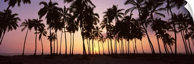 Palm trees on the beach, Puu Honua O Honaunau, Hawaii