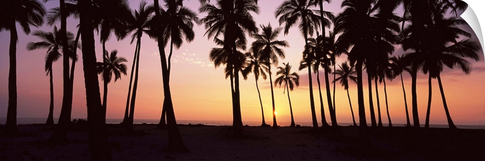 Palm trees on the beach, Pu'u Honua O Honaunau, Hawaii, USA