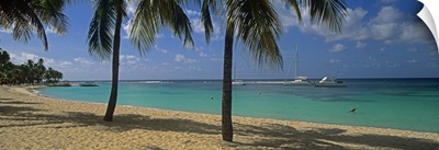 Palm trees on the beach, Sainte Anne Beach, Sainte Anne, Grande Terre, Guadeloupe