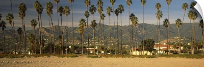 Palm trees on the beach, Santa Barbara, California,