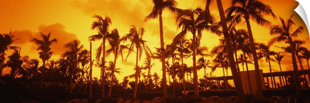 Large horizontal photograph of many palm trees on  South Beach, near the Setai Hotel, beneath a bright golden sky as the s...