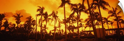 Palm trees on the beach, The Setai Hotel, South Beach, Miami Beach, Florida
