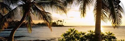 Palm trees on the coast, Kohala Coast, Big Island, Hawaii