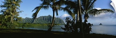Palm trees on the waterfront, Kaneohe Bay, Oahu, Hawaii