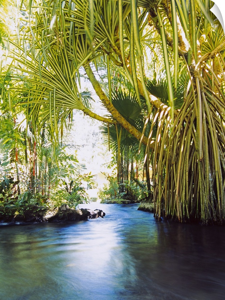 Palm trees stretch out and hang over a hot spring in Costa Rica.