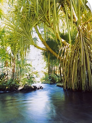 Palm trees over hot spring, Tabacon, Costa Rica