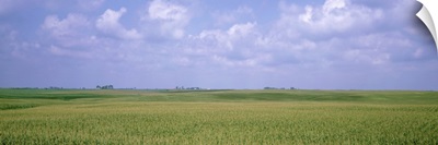 Panoramic view of cornfields, Iowa