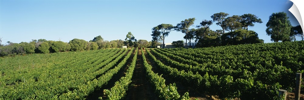Panoramic view of vineyards, Margaret River, Western Australia, Australia