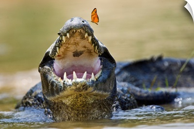 Pantanal caiman with butterfly perched on tip of snout, Brazil