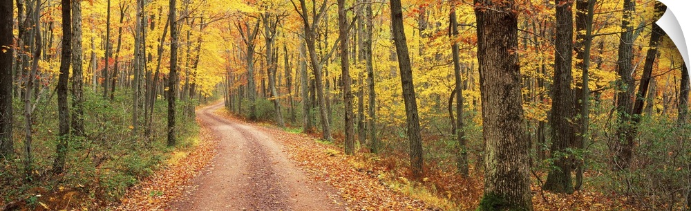 This is a dirt road through an autumn forest on the east coast in this panoramic photograph.