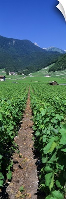 Path in a vineyard, Valais, Switzerland