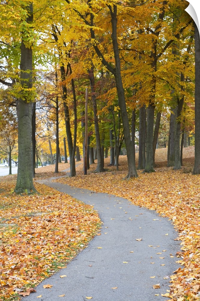 A large vertical piece of a path winding through trees during the autumn with leaves covering the ground beside it.