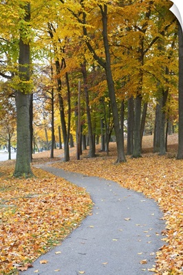 Path Through Autumn Color Trees