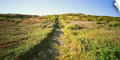 Pathway in a field, Anacapa Island, Channel Islands National Park, California
