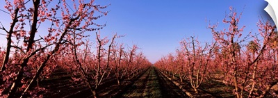 Peach trees in an orchard, Central Valley, California,