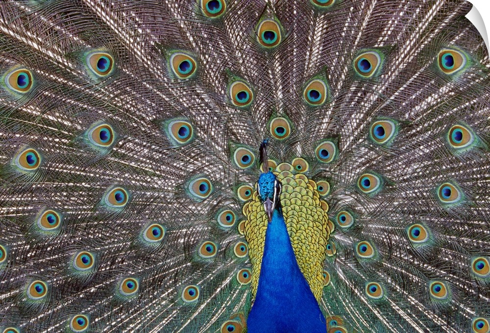Landscape, large, close up photograph of a peacock with its colorful feathers spread out.