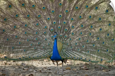 Peacock displaying its plumage Bandhavgarh National Park Umaria District Madhya Pradesh India