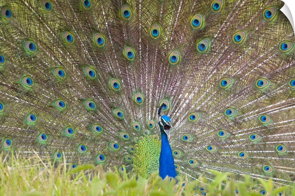 Large, landscape photograph of a vibrant peacock spreading its tail, beyond tall grasses in the foreground.