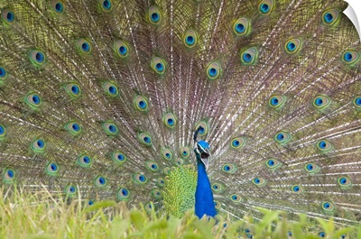 Peacock fanning out its tail