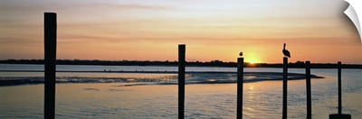 Pelicans perching on a pilings, Daytona Beach, Volusia County, Florida,
