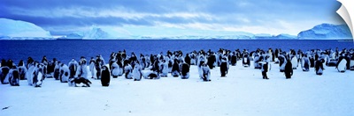 Penguins Cape Darnley Antarctica