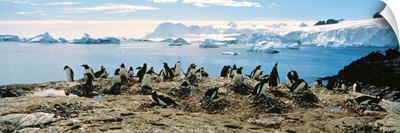 Penguins & Ice Flows Antarctica