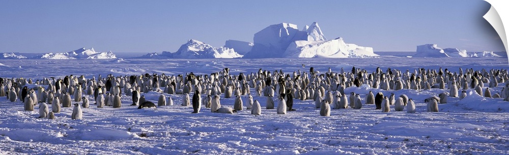 Penguins Wedell Sea Antarctica