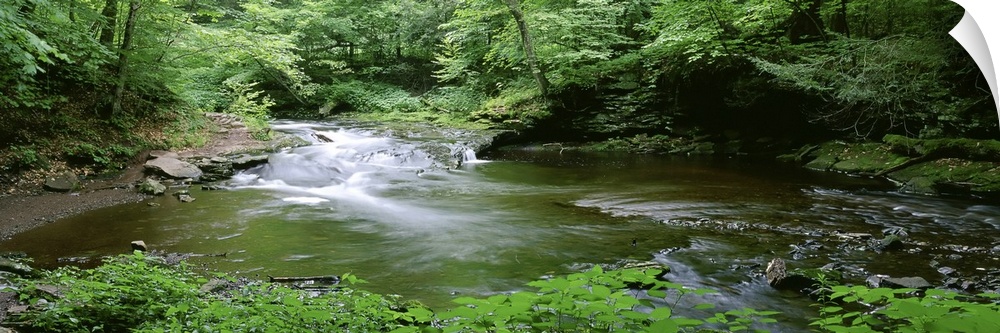This panoramic shaped photograph shows a woodland stream emptying into a pond.