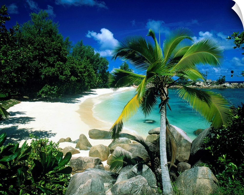 Big canvas art of a beautiful white sand beach with a palm tree, foliage and crystal blue water.