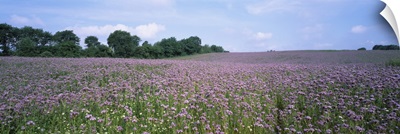 Phacelia flowers in a field, Germany