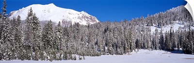 Pine trees in a national park, Lassen Volcanic National Park, California,