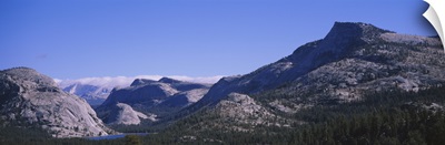 Pine trees on a landscape, Yosemite National Park, California