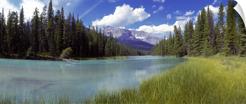Pine trees on Athabasca Riverbank with mountains in the background, Canadian Rockies, Jasper National Park, Alberta, Canada.