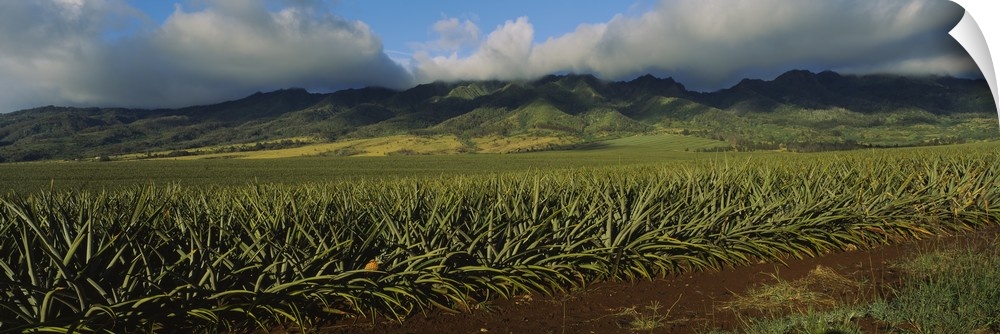 Pineapple crop in a field, Oahu, Hawaii