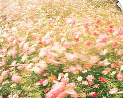 Pink wildflower meadow in breeze