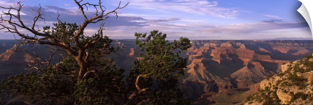Pinyon Pine on rim trail, South Rim, Grand Canyon National Park, Arizona, USA