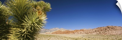 Plant in a desert, Red Rock Canyon National Conservation Area, Clark County, Nevada