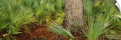 Plants growing around a street, Oscar Scherer State Park, Osprey, Florida