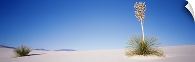 Plants in a desert, White Sands National Monument, New Mexico