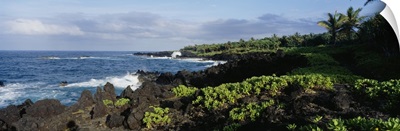 Plants on a rocky landscape, Waianapanapa State Park, Hana, Maui, Hawaii