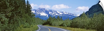 Plants on both sides of a road, Glacier Road, Kenai Mountains, Kenai Peninsula, Seward, Alaska