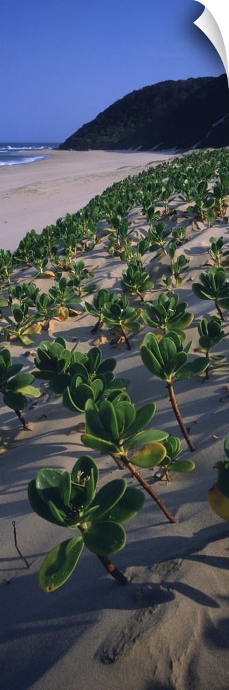Plants on the beach, KwaZulu-Natal, South Africa