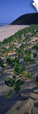 Plants on the beach, KwaZulu-Natal, South Africa
