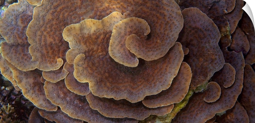 Up-close photograph of spiraling reef.