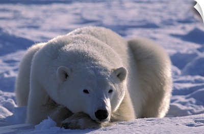 Polar Bear in Manitoba Canada