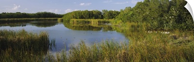 Pond in a forest, Eco Pond, Flamingo CampGround, Everglades National Park, Florida
