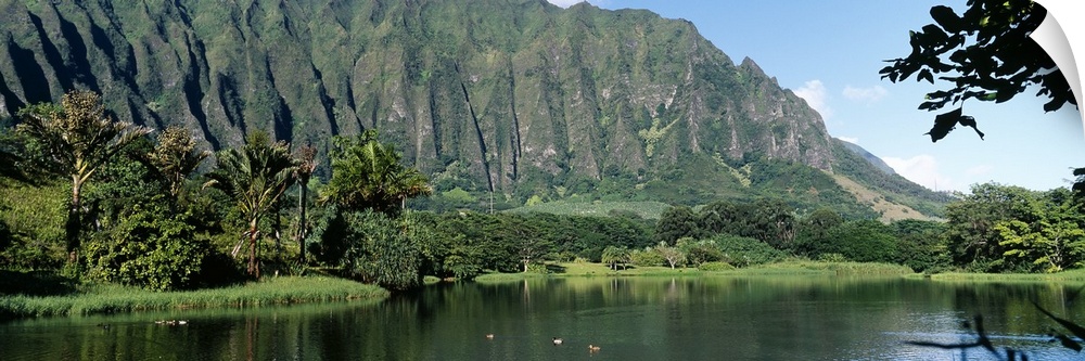 Mountains overlooking ducks in a lagoon at the Hoomaluhia Botanical Garden in Kaneohe, Hawaii.