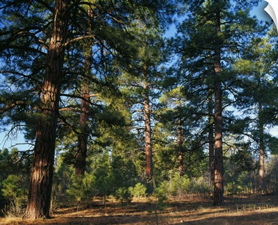 Ponderosa pine tree forest, Kaibab National Forest, Arizona