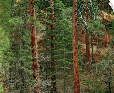 Ponderosa pine trees in Oak Creek Canyon, Coconino National Forest, Arizona