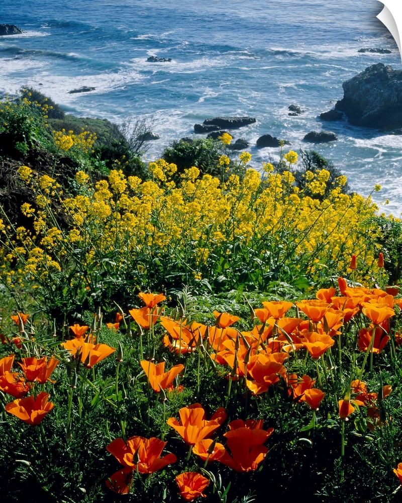 Vertical photograph of florals growing on the top of a cliff overlooking the sea.